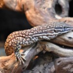 Varanus acanthurus Red ackie