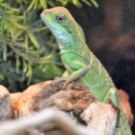 Physignathus cocincinus