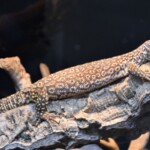 Varanus acanthurus Red ackie