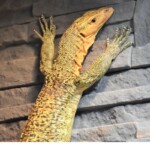 Varanus melinus