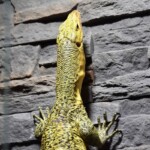 Varanus melinus