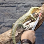 Varanus melinus