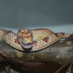 Pantherophis guttatus okeetee albinos