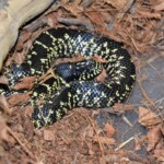 Lampropeltis splendida