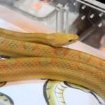 Pantherophis obsoletus