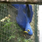 Ara hyacinthe Anodorhynchus hyacinthinus