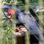 Cacatoès noir Microglosse noir Probosciger aterrimus