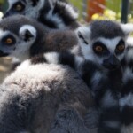 Lemur catta Lémurien