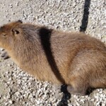 Hydrochoerus hydrochaeris Capybara "Le rat Géant"