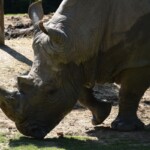 Rhinocéros blanc
