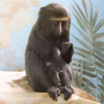 Cercopithecus hamlyni