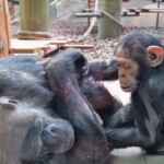 Pan Chimpanzés