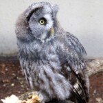Chouette lapone "Strix nebulosa"