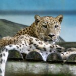 Panthera pardus saxicolor Panthère de Perse