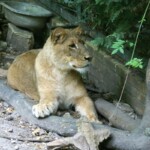 Panthera leo leo Lions d'Afrique du Sud