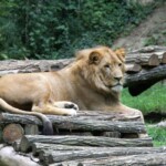 Panthera leo leo Lions d'Afrique du Sud