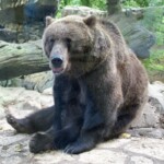 Ursus arctos Ours bruns