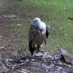 Vautour fauve "Gyps fulvus"