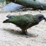 Kea-le seul perroquet de montagne de la Nouvelle Zélande