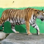 Panthera tigris tigris Tigre du Bengale