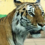Panthera tigris tigris Tigre du Bengale