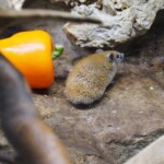 Souris épineuse dorée "Acomys russatus"