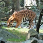 Tigre de Sumatra "Panthera tigris sumatrae"