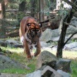 Tigre de Sumatra "Panthera tigris sumatrae"