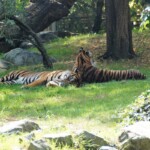 Tigre de Sumatra "Panthera tigris sumatrae"