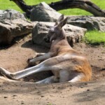 Kangourou roux "Macropus rufus"