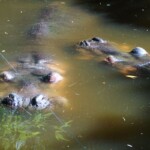 Hippopotame commun "Hippopotamus amphibius"