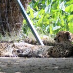 Guépard "Acinonyx jubatus"