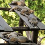 Coati roux "Nasua nasua"