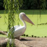 Pélican