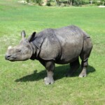 Rhinoceros unicornis Rhinocéros indiens