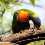 Loriquet arc-en-ciel "Loriinae"