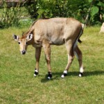 Oryx beïsa