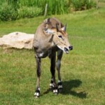 Oryx beïsa