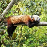 Ailurus fulgens Panda roux