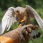 Falco tinnunculus "faucon crécerelle"