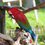 Ara chloroptère