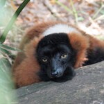 Varecia rubra