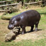 Hexaprotodon liberiensis Hippopotame pygmée
