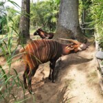 Tragelaphus eurycerus isaaci Mountain bongo