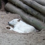 Canis lupus Loup blanc