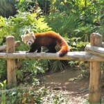 Ailurus fulgens Panda roux
