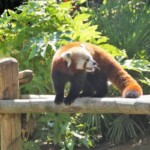 Ailurus fulgens Panda roux