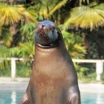 Zalophus californianus Otarie de Californie