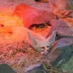 Vulpes zerda Fennec