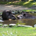 Tapirus indicus Tapir de Malaisie